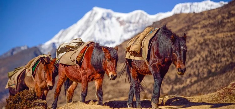Lunana Snowmand Trek – 32 Days