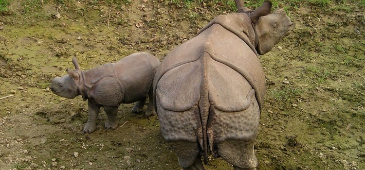 Nepal Tour 7 Days